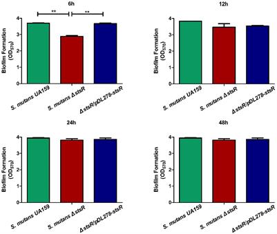 A GntR Family Transcription Factor in Streptococcus mutans Regulates Biofilm Formation and Expression of Multiple Sugar Transporter Genes